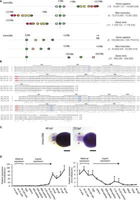 Zebrafish Tric-b is required for skeletal development and bone cells differentiation